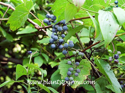River Bank Grape (Vitis riparia)